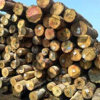 new-zealand-pine-round-logs-500x500